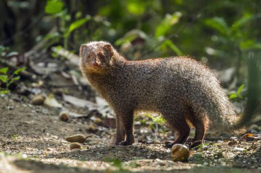 Grey Mongoose in Minneriya national park, Sri Lanka clipart