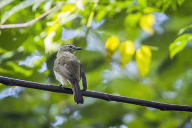 Beyaz kaşlı Bulbul Minneriya Ulusal Park, Sri Lanka
