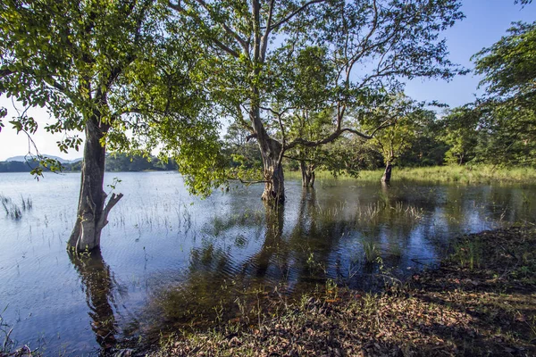 Minneriya reservoir, Sri Lanka — Stock Photo, Image