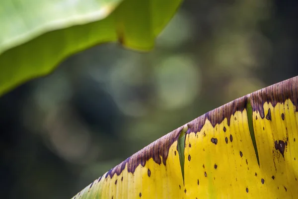 Natürlicher Hintergrund mit Bananenblättern — Stockfoto