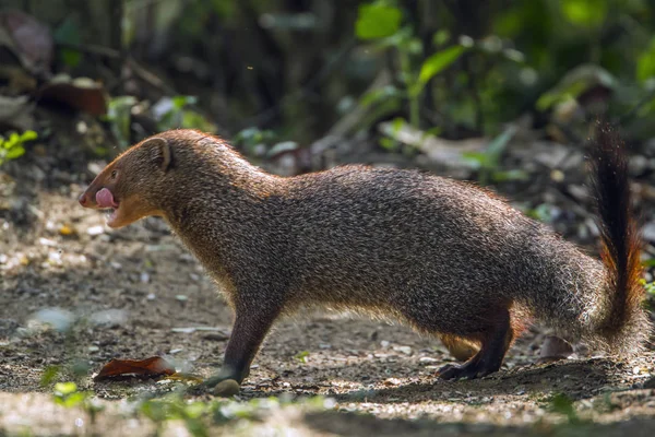 Grey Mongoose in Minneriya nationaal park, Sri Lanka — Stockfoto