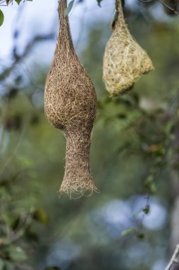 Minneriya Milli Parkı, Sri Lanka baya Weaver yuvasına