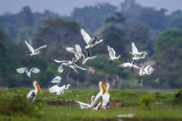 Flug der Wasservögel in der Bucht von Rucola, sri lanka — Stockfoto