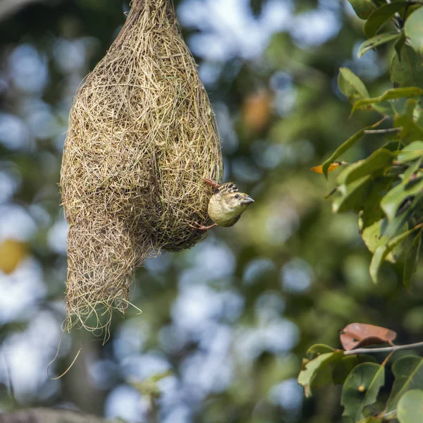 Baya Weaver in Minneriya national park, Sri Lanka — Stock Photo, Image