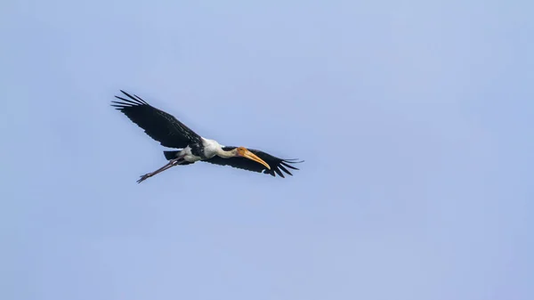 Cigüeña pintada en laguna de la bahía de Arugam, Sri Lanka — Foto de Stock