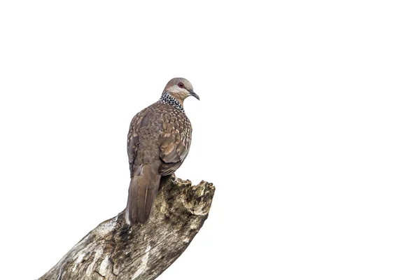 흰색 배경에서 고립 된 더럽혀진된 비둘기 — 스톡 사진