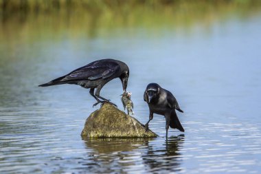 House crow Arugam defne lagün, Sri Lanka