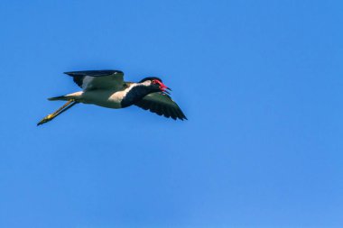 Arugam defne lagün, Sri Lanka, kırmızı wattled kız kuşu