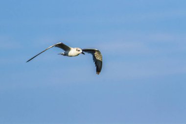 Bıyıklı sumru Arugam defne lagün, Sri Lanka