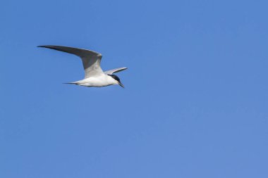 Bıyıklı sumru Arugam defne lagün, Sri Lanka
