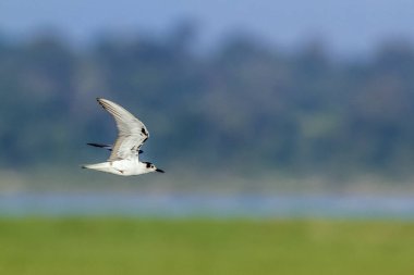 Bıyıklı sumru Arugam defne lagün, Sri Lanka