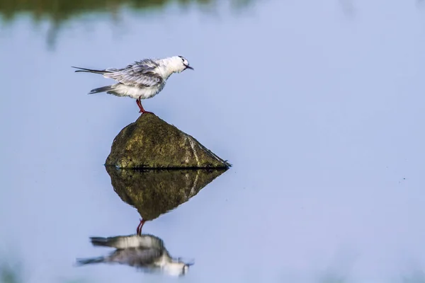 Tern Whiskered na lagoa da baía de Arugam, Sri Lanka — Fotografia de Stock