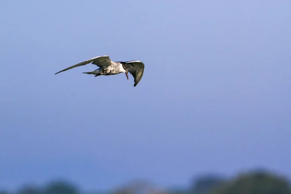 Whiskered Tern in Arugam bay lagoon, Sri Lanka — Stock Photo, Image