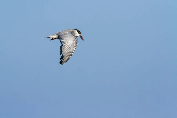 Tern Whiskered na lagoa da baía de Arugam, Sri Lanka — Fotografia de Stock