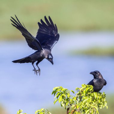 House crow Arugam defne lagün, Sri Lanka