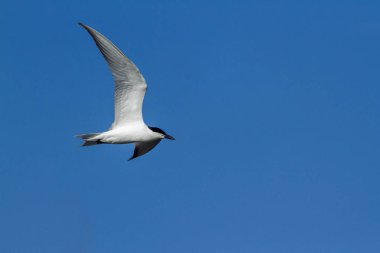 Bıyıklı sumru Arugam defne lagün, Sri Lanka