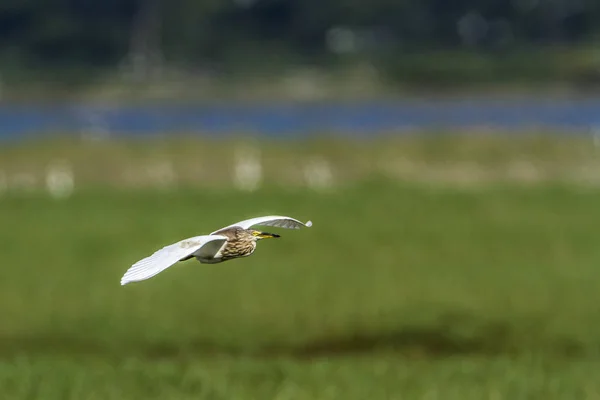 Indian pond heron in Arugam bay lagoon, Sri Lanka — Stock Photo, Image