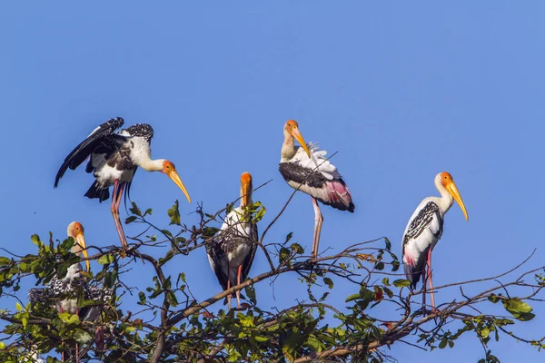 Pomalowany bocian w lagunie Arugam Bay, Sri Lanka — Zdjęcie stockowe