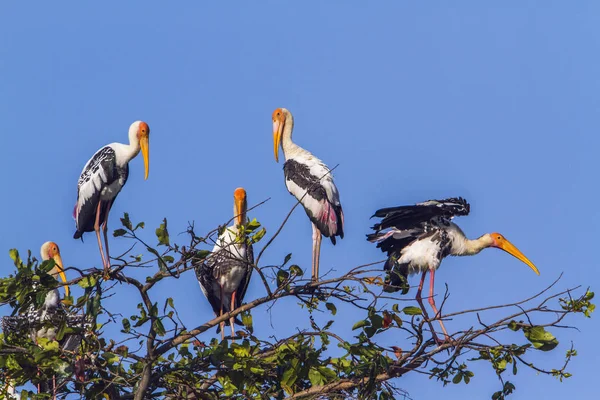 Cigüeña pintada en laguna de la bahía de Arugam, Sri Lanka — Foto de Stock