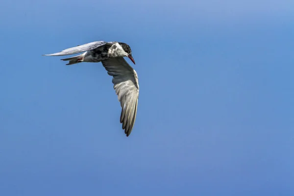 Whiskered Tern nella laguna di Arugam Bay, Sri Lanka — Foto Stock