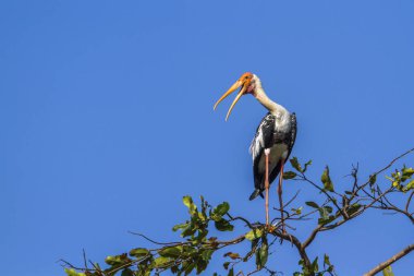 Arugam Körfezi 'nde boyalı leylek, Sri Lanka