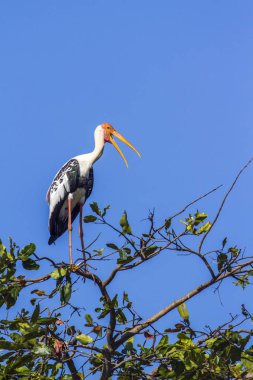 Arugam Körfezi 'nde boyalı leylek, Sri Lanka
