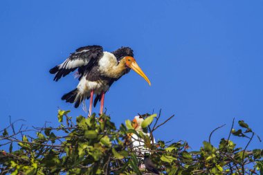 Arugam Körfezi 'nde boyalı leylek, Sri Lanka