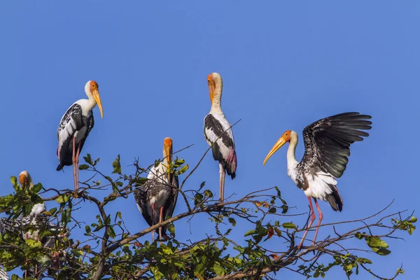 Painted Stork in Arugam bay lagoon, Sri Lanka — Stock Photo, Image