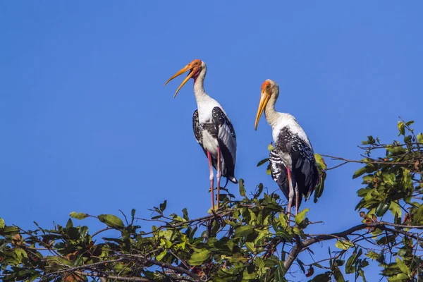 Pomalowany bocian w lagunie Arugam Bay, Sri Lanka — Zdjęcie stockowe