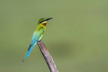 Mavi kuyruklu arı kuşugiller içinde Arugam defne lagün, Sri Lanka