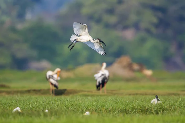 Svarthuvad Ibis i Arugam bay lagoon, Sri Lanka — Stockfoto