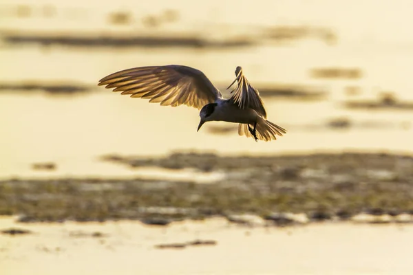 Tern Whiskered na lagoa da baía de Arugam, Sri Lanka — Fotografia de Stock