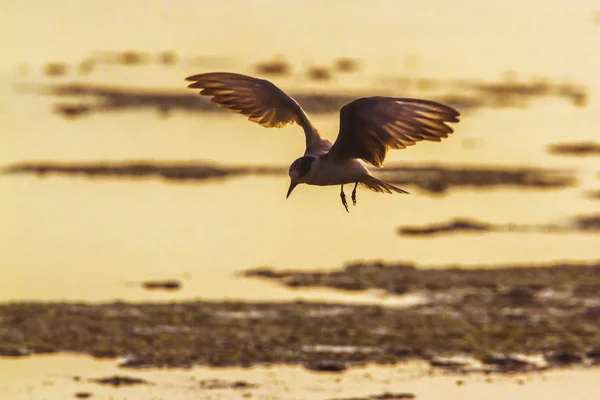 黑腹燕鸥在阿鲁加姆湾泻湖，斯里兰卡 — 图库照片