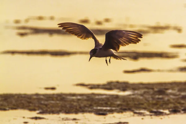 Rybitwa białowąsa w mieście Arugam bay lagoon, Sri Lanka — Zdjęcie stockowe