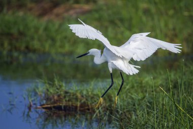 Arugam defne lagün, Sri Lanka, küçük ak balıkçıl