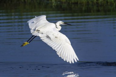 Arugam defne lagün, Sri Lanka, küçük ak balıkçıl