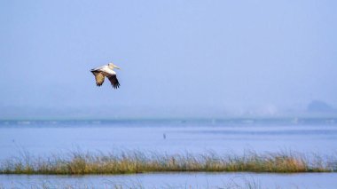 Lagün, Sri Lanka Arugam içinde nokta gagalı Pelikan Körfezi