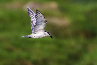 Bıyıklı sumru Arugam defne lagün, Sri Lanka