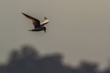 Bıyıklı sumru Arugam defne lagün, Sri Lanka