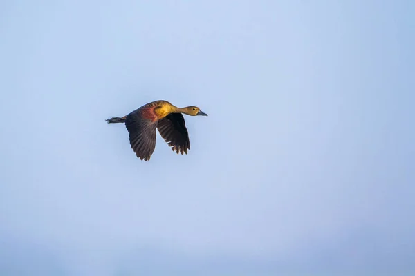 阿鲁加姆湾泻湖，斯里兰卡轻吹着口哨鸭 — 图库照片