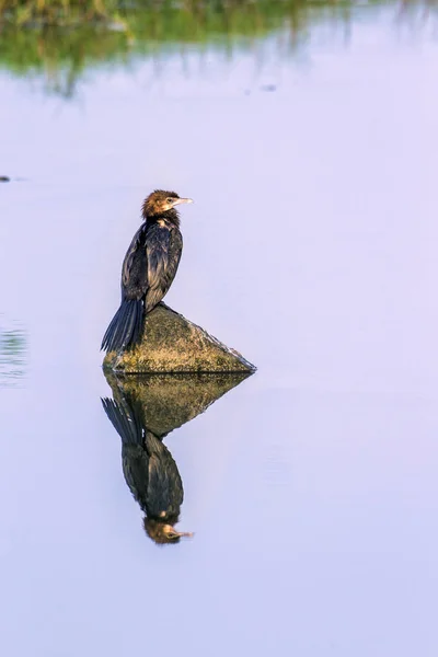小鸬鹚在阿鲁加姆湾泻湖，斯里兰卡 — 图库照片