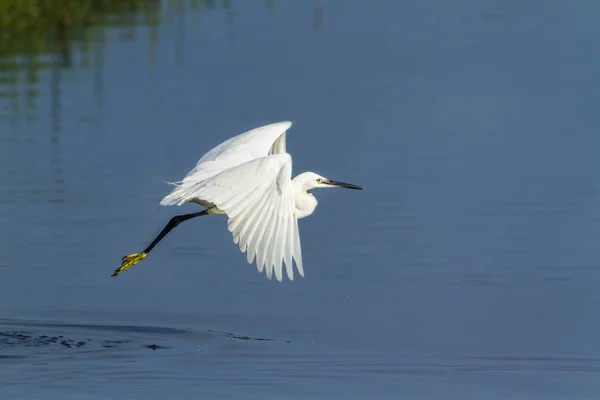 Volavka stříbřitá v Arugam bay lagoon, Srí Lanka — Stock fotografie