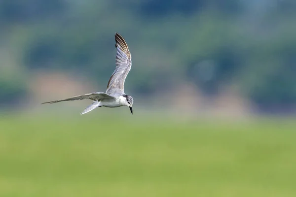 Whiskered Tern en la laguna de la bahía de Arugam, Sri Lanka — Foto de Stock