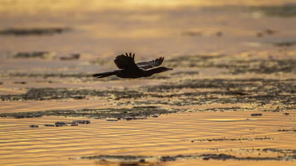 Pequeno corvo-marinho na lagoa da baía de Arugam, Sri Lanka — Fotografia de Stock