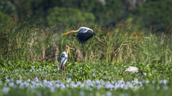 Malované čáp v Panamě přírodní rezervace, Srí Lanka — Stock fotografie