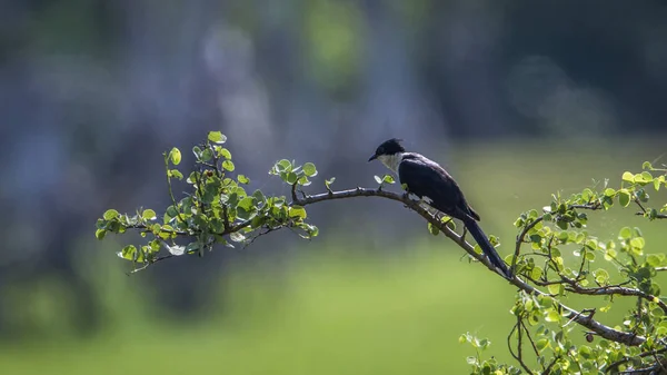 Pied Cuckoo in Arugam bay lagoon, Sri Lanka — Stock Photo, Image