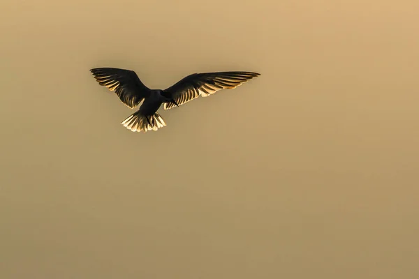 Tern Whiskered na lagoa da baía de Arugam, Sri Lanka — Fotografia de Stock