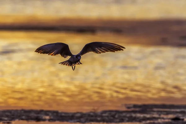 Whiskered Tern en la laguna de la bahía de Arugam, Sri Lanka — Foto de Stock