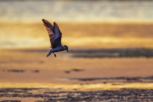 Tern Whiskered na lagoa da baía de Arugam, Sri Lanka — Fotografia de Stock