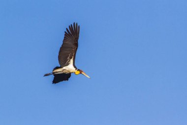 Arugam defne lagün, Sri Lanka, daha az emir subayı